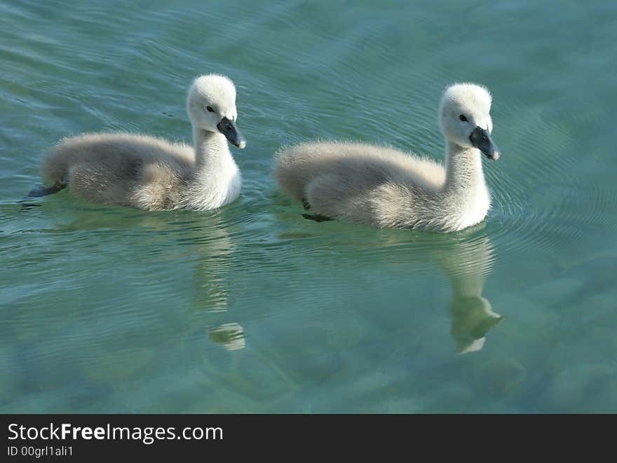 Two young cygnets swimming in a lake