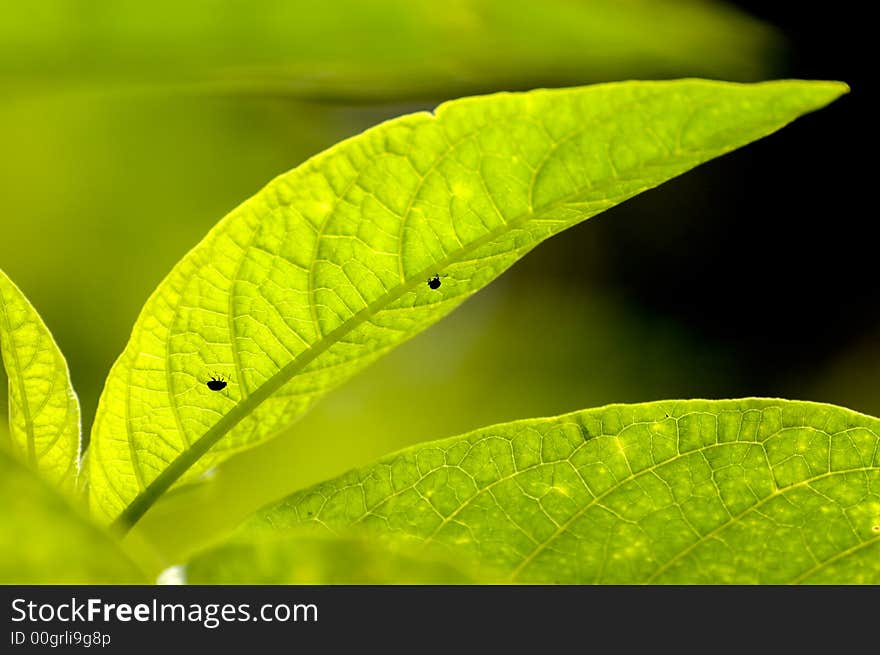 Bugs on a leaf