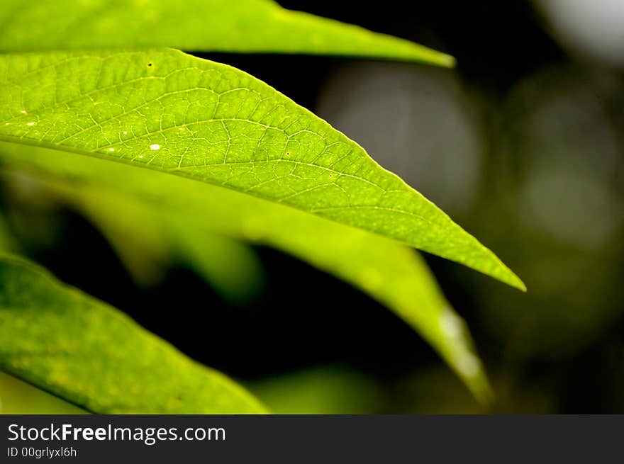 Beautiful green leaves against a dark background