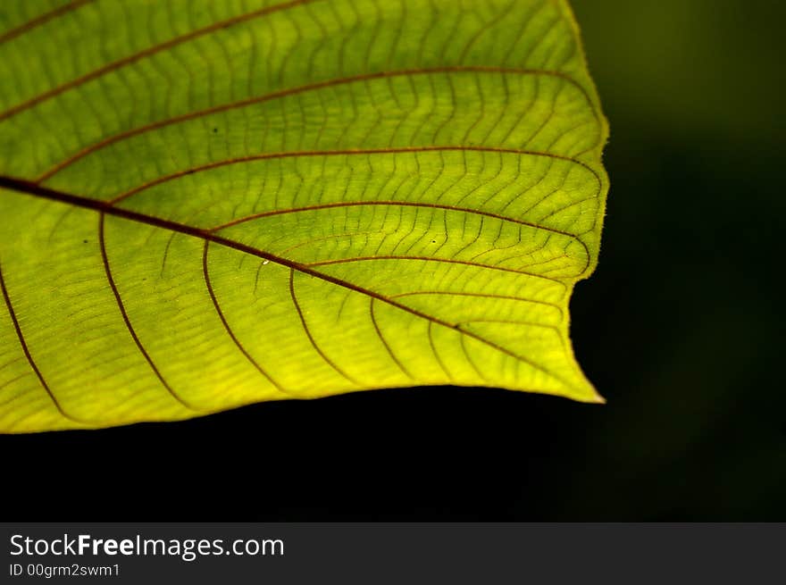 Green leaf against dark background, shallow dof