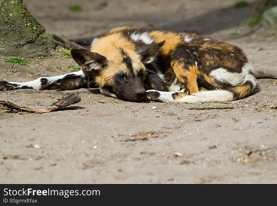 Praerie dog sleeping on the ground.