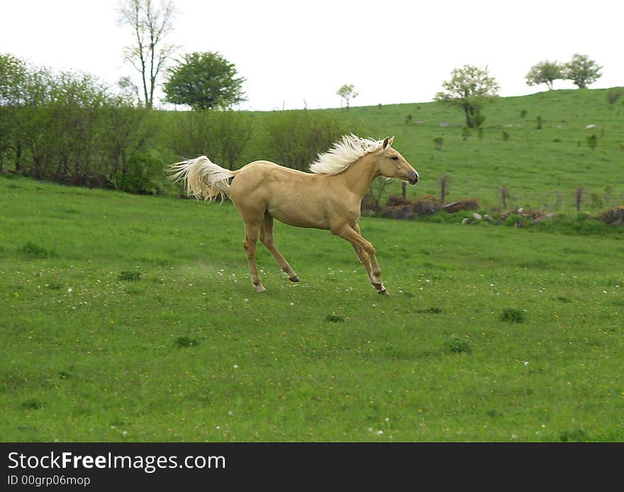 A young pony enjoys a boisterous run in a grassy meadow. A young pony enjoys a boisterous run in a grassy meadow.