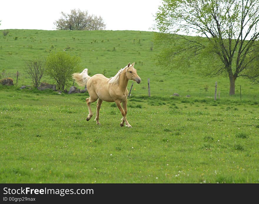 A pony trots across a grassy meadow. A pony trots across a grassy meadow.