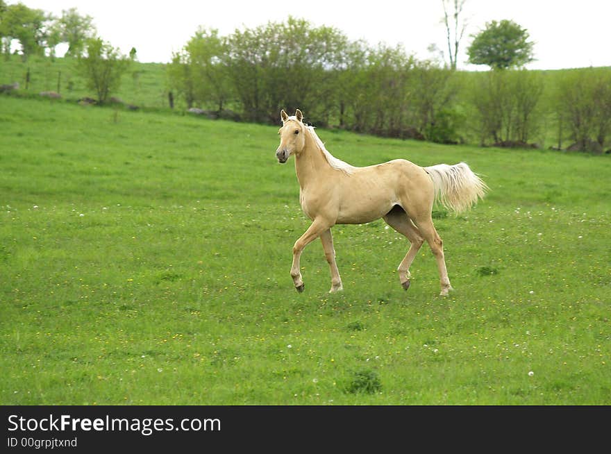 A handsome horse having fun in a spring meadow. A handsome horse having fun in a spring meadow.