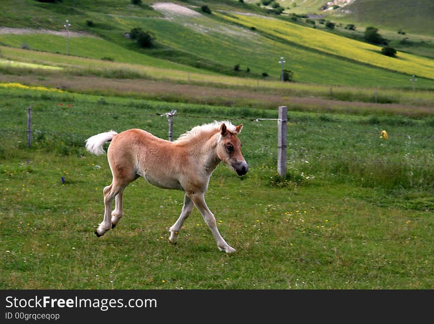 Image of a running foal in Castelluccio di Norcia - umbria - italy