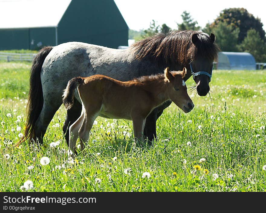 Horse and Foal