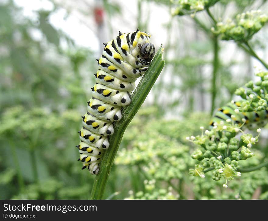 Monarch Caterpillar