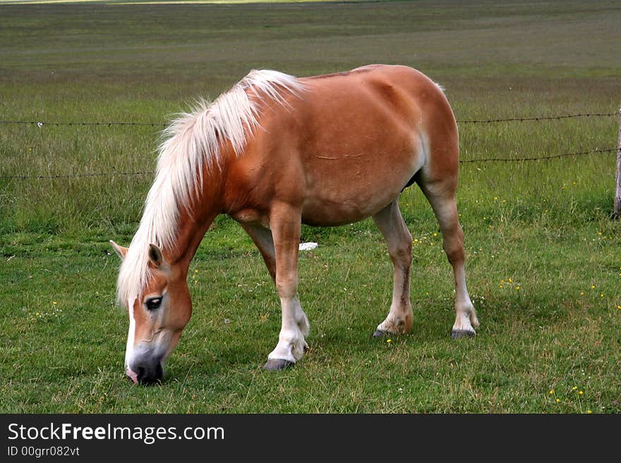 Image of an horse eating grass in Castelluccio di Norcia - umbria - italy