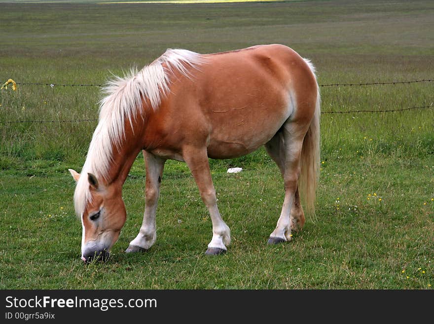 Image of an horse eating grass in Castelluccio di Norcia - umbria - italy