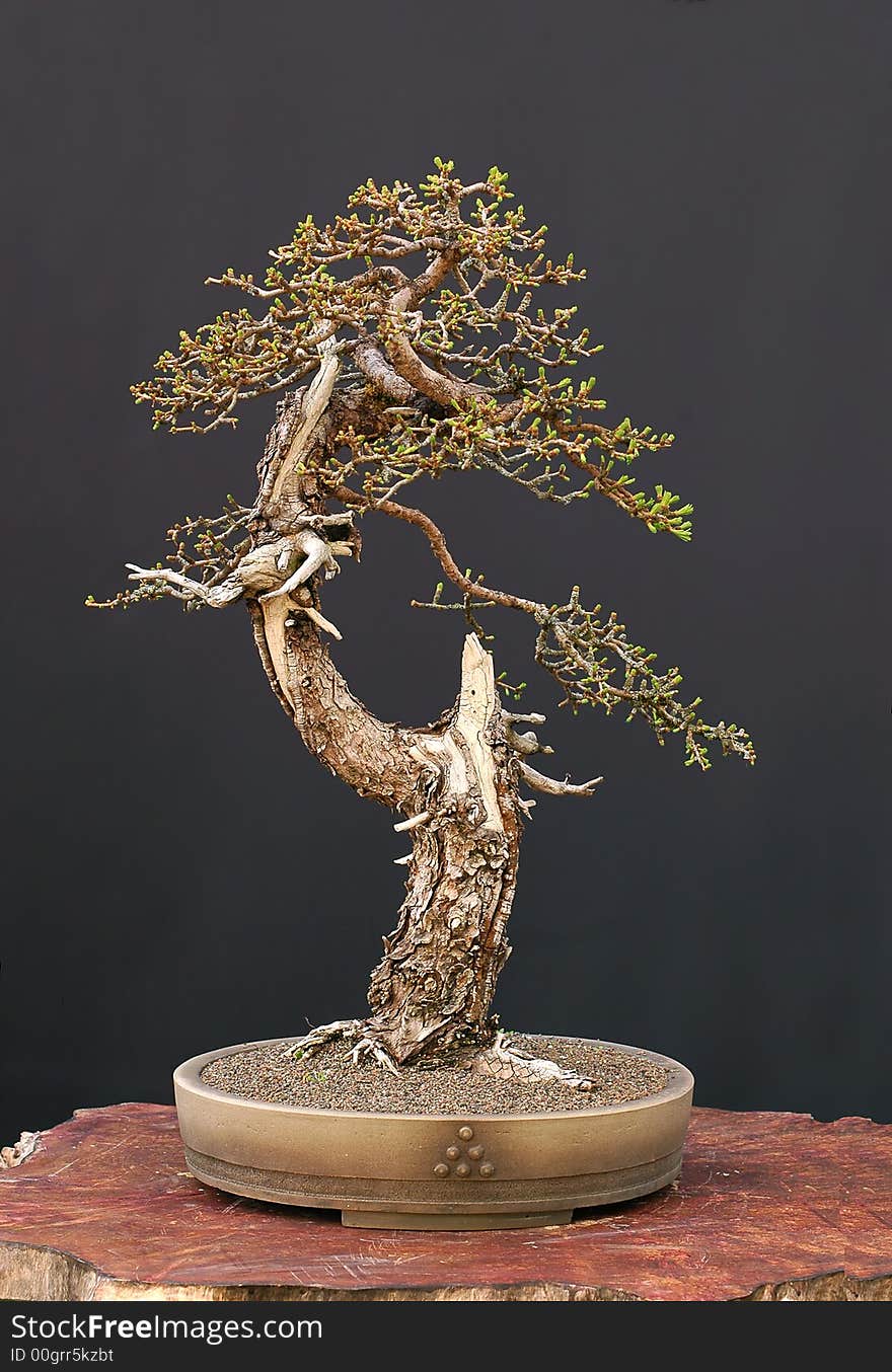 European larch bonsai