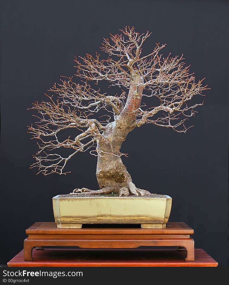 European linden bonsai