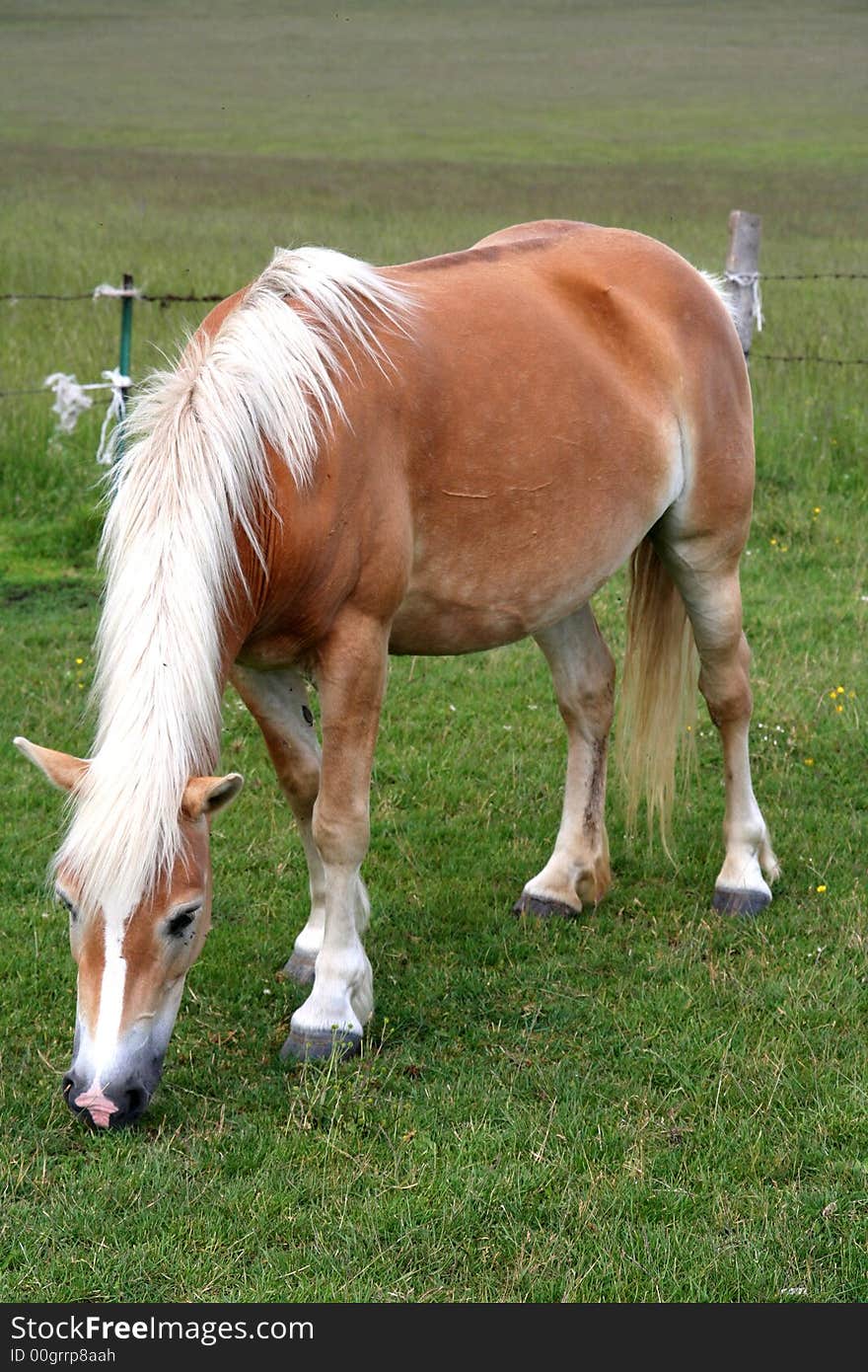 Horse eating grass