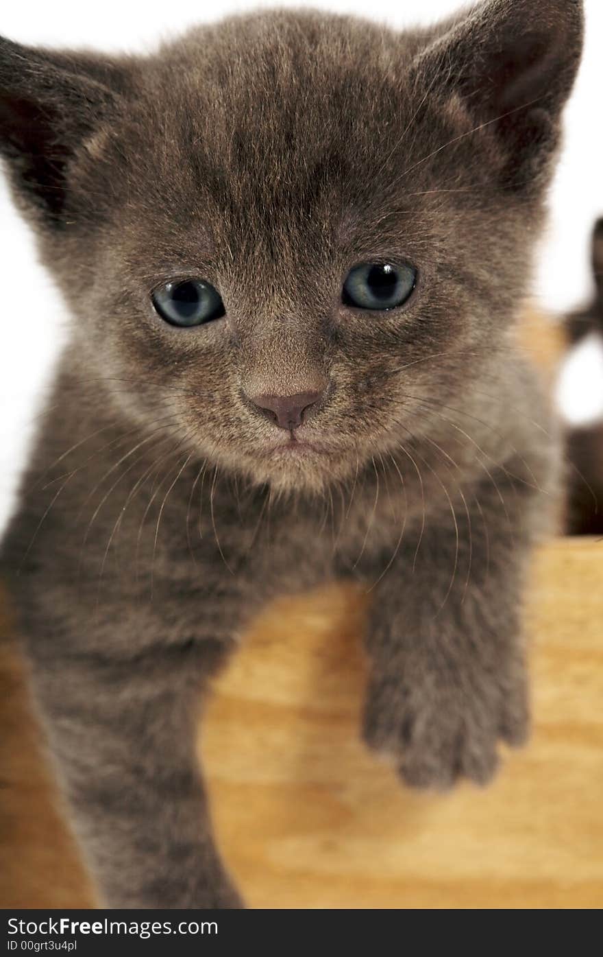 Small grey kitten looking at the camera. Small grey kitten looking at the camera