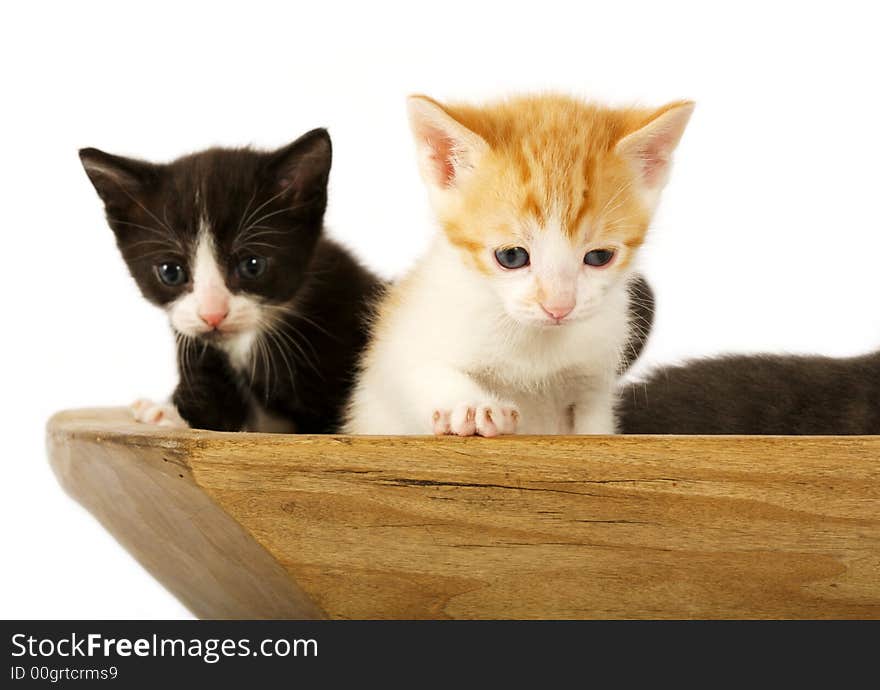 Small kittens in a bowl on a white background. Small kittens in a bowl on a white background