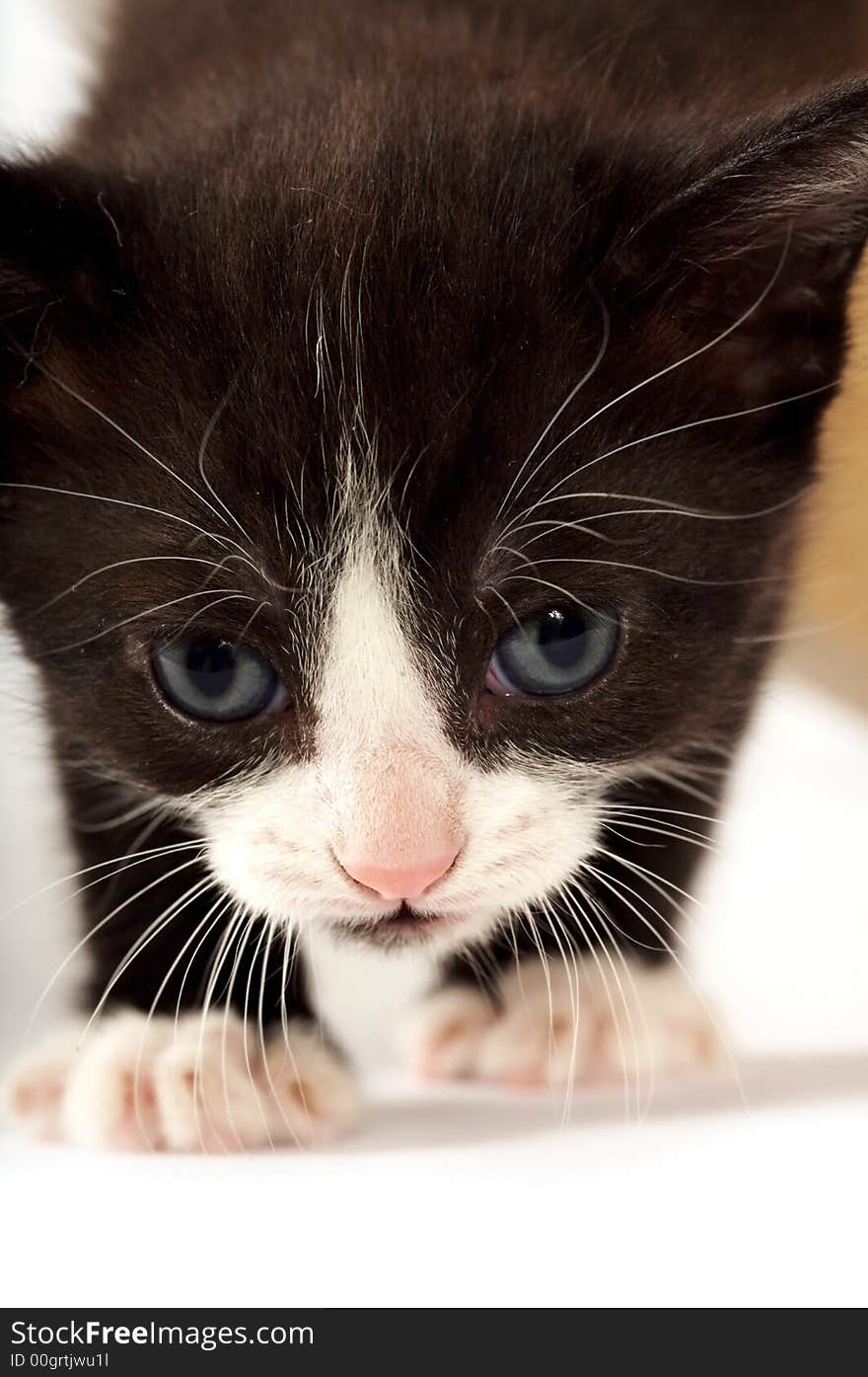 Black and White Kitty