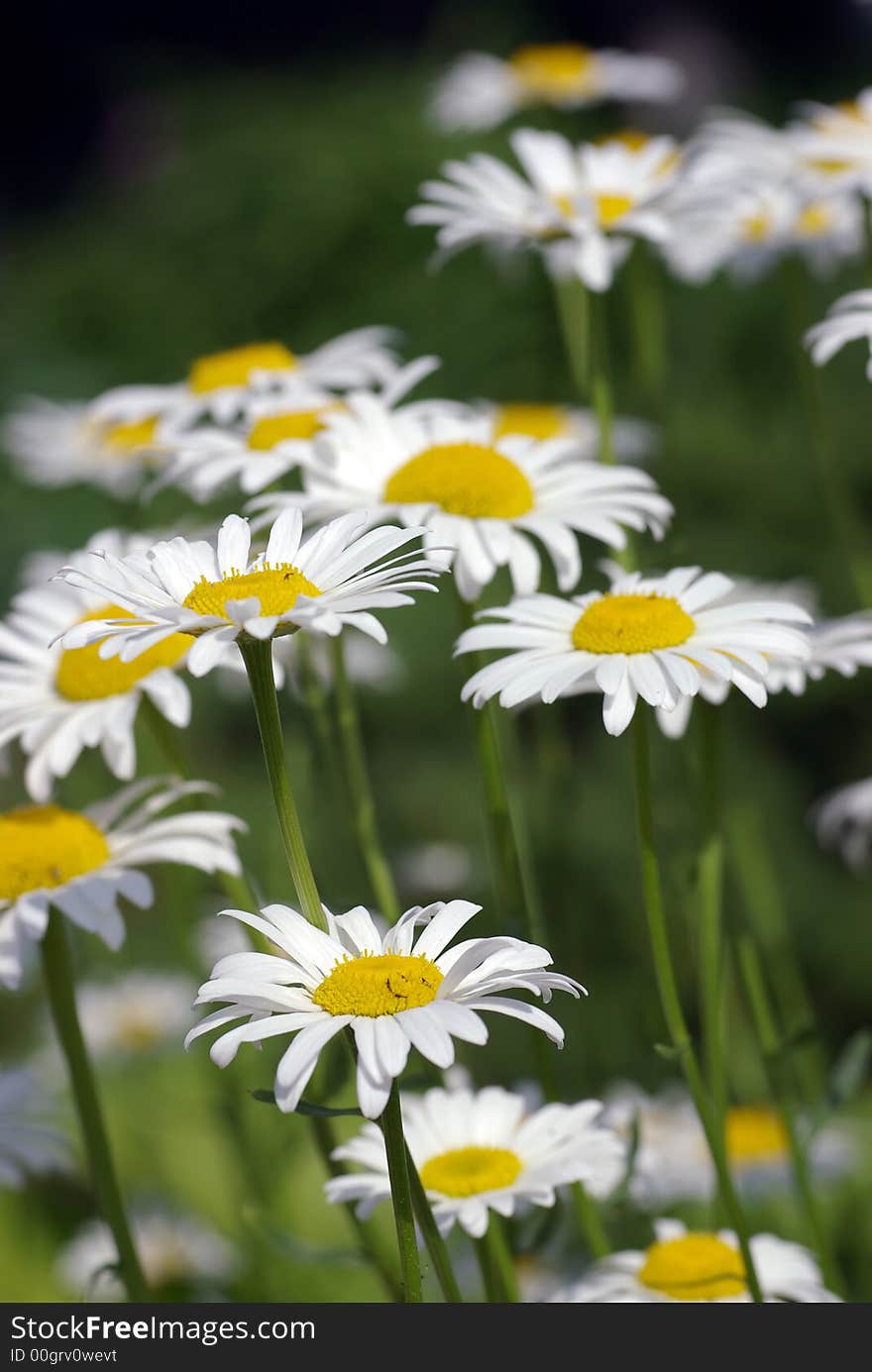 Field of white daisy (Bellis perennis) flowers against a green background. Field of white daisy (Bellis perennis) flowers against a green background