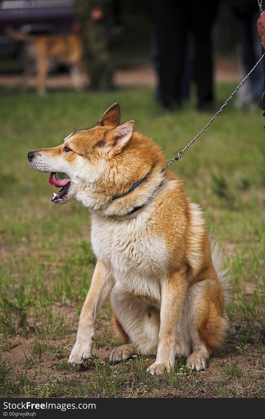 Regional review of the hunting dogs, (town Vladimir). Regional review of the hunting dogs, (town Vladimir).