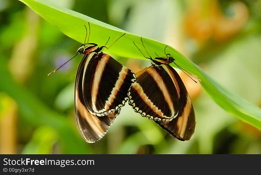 Two butterflies