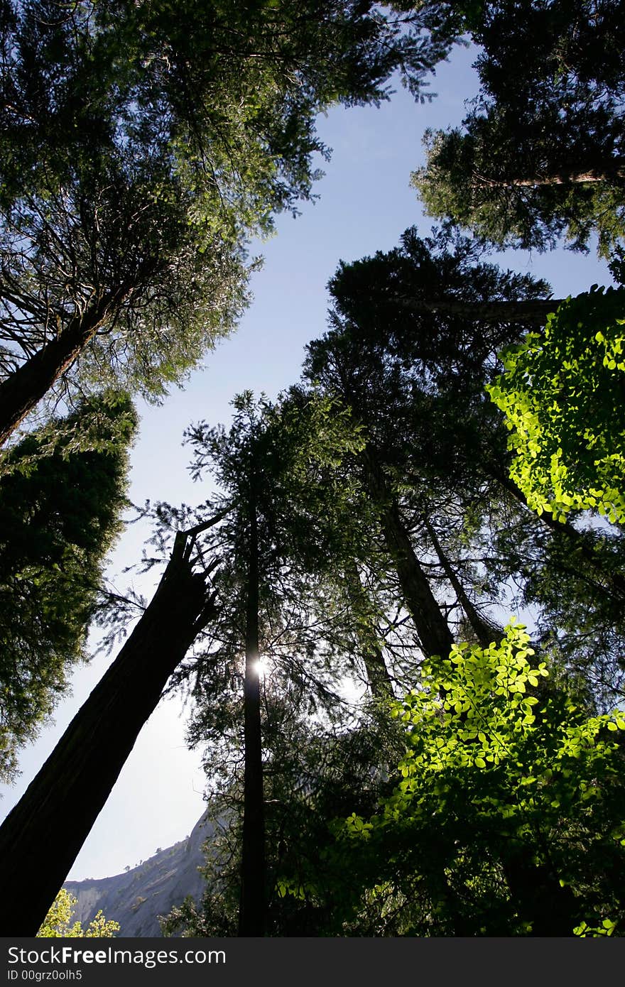 Looking up tall trees in Yosemite National Park