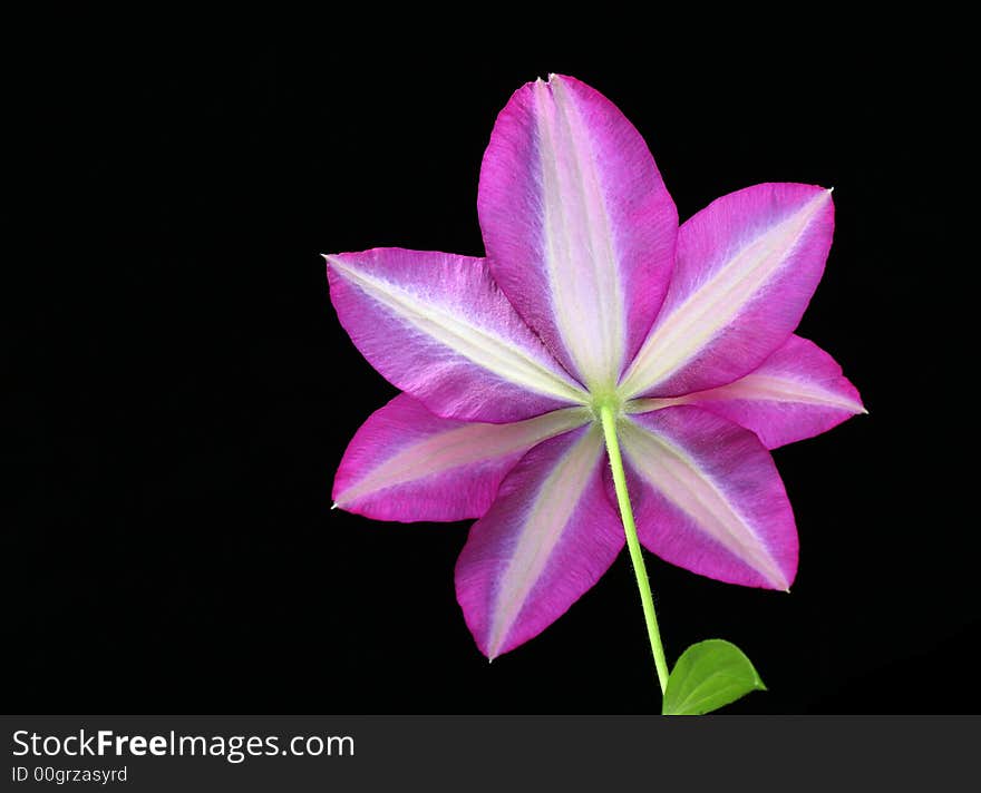 Bottom view of clematis against black background