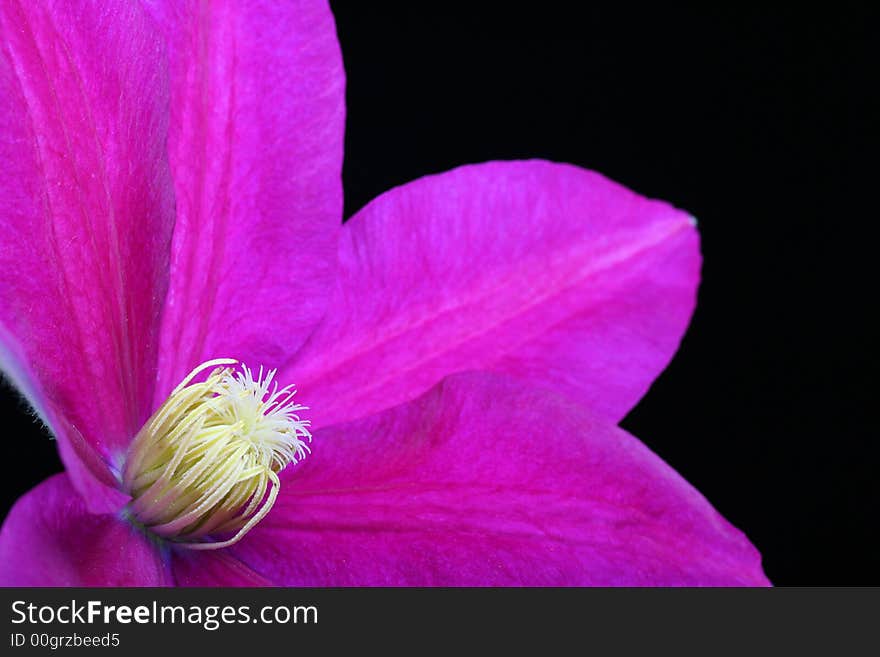 Purple clematis against black background