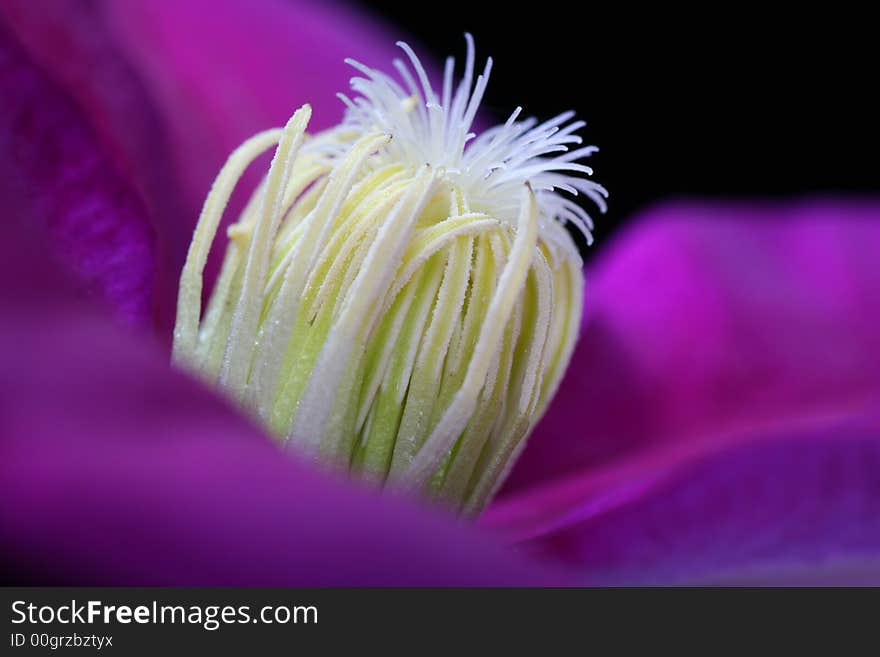 Close up of clematis flower against black background, large uncropped file