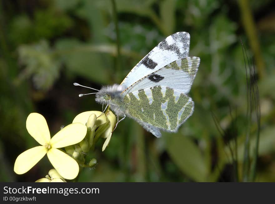 Butterfly resting on a flower