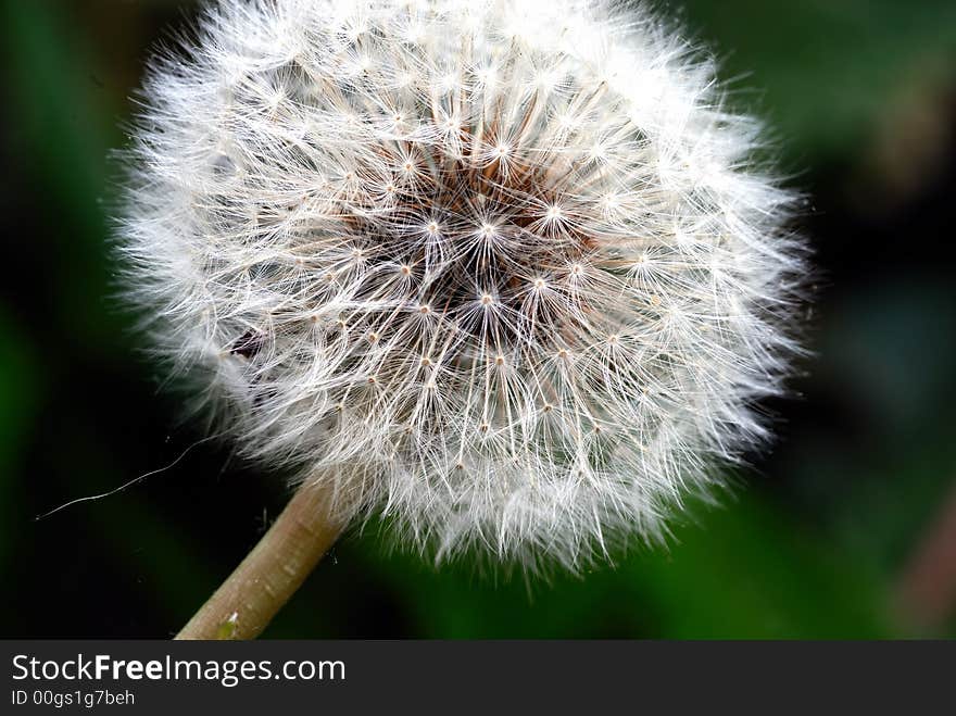 Macro shot of a white Dandelion head