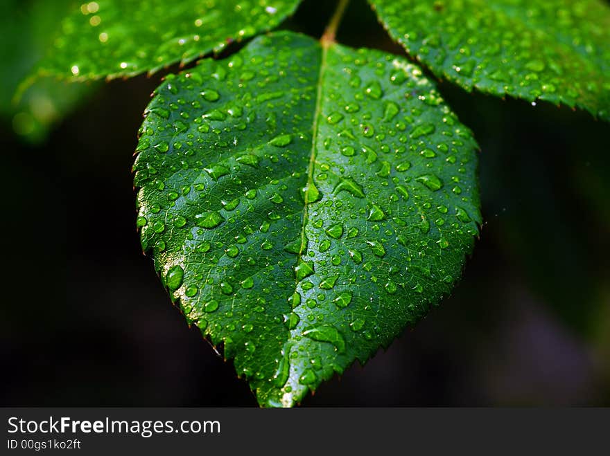 Leaf with dew