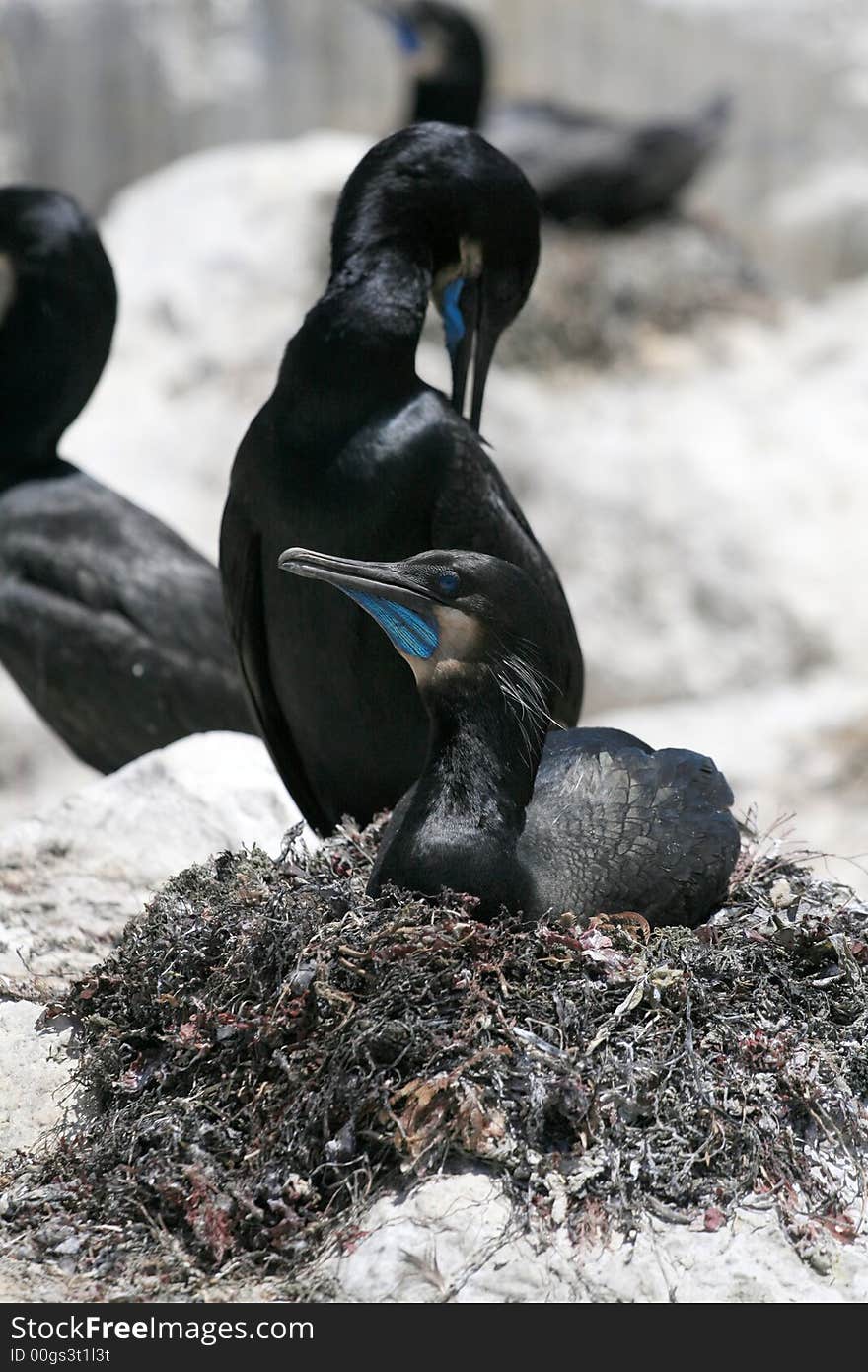 Brandt S Cormorant