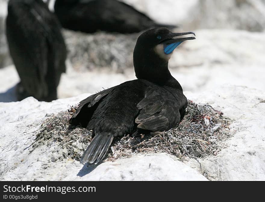 Brandt s Cormorant