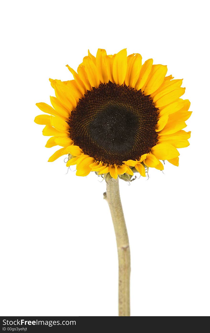 Yellow sunflower screen centered and isolated over white. Yellow sunflower screen centered and isolated over white