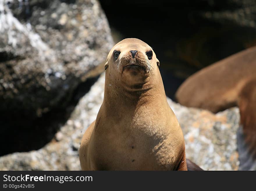 Sea Lion