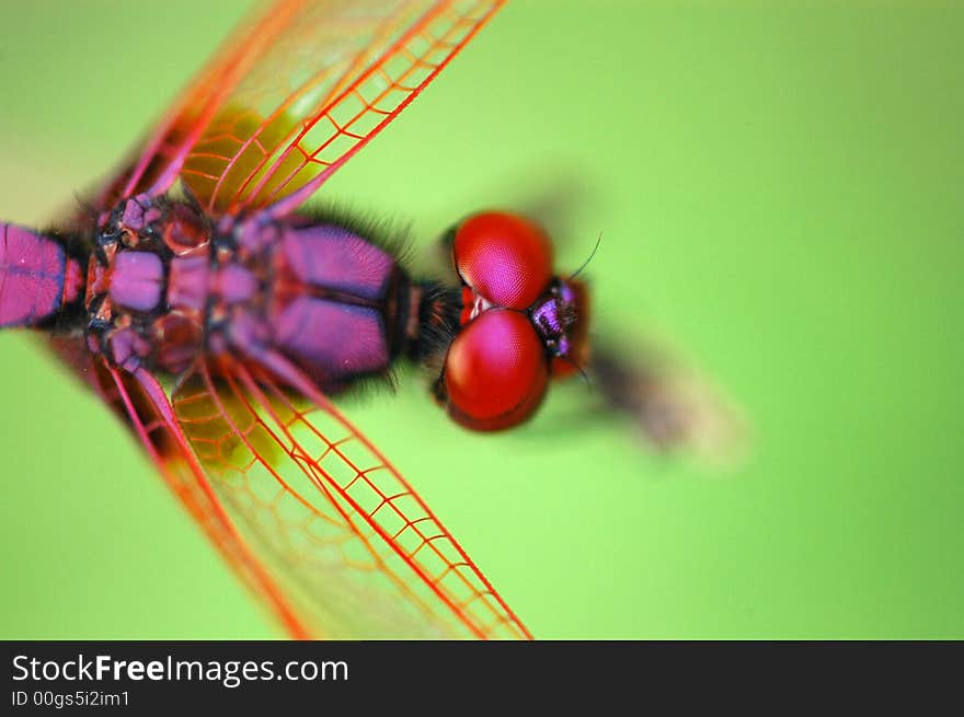 Tiny red dragonfly in the gardens