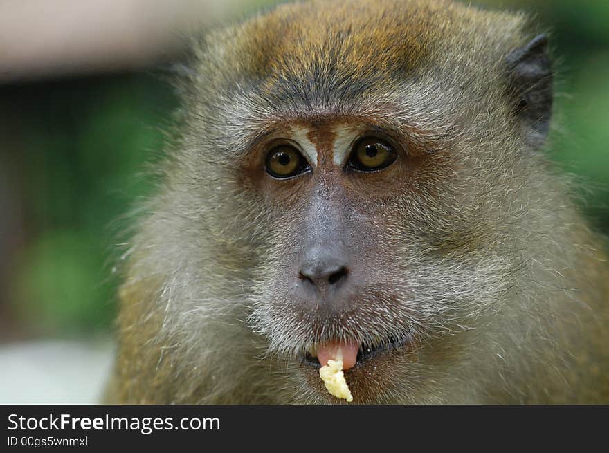 Brown color monkey eating