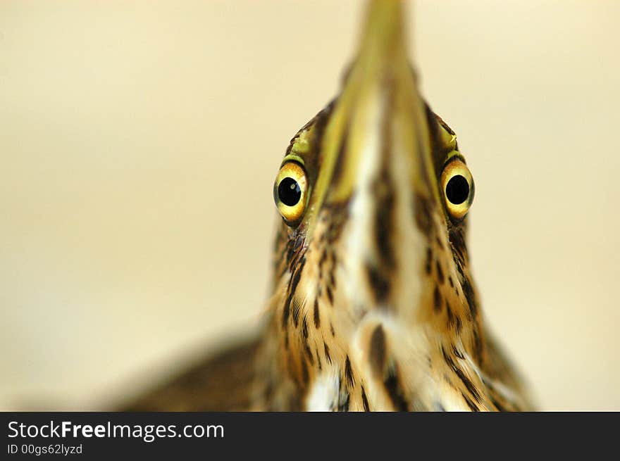 Brown color heron in the park