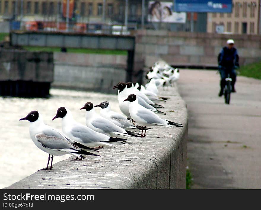 The seagull in searches of meal