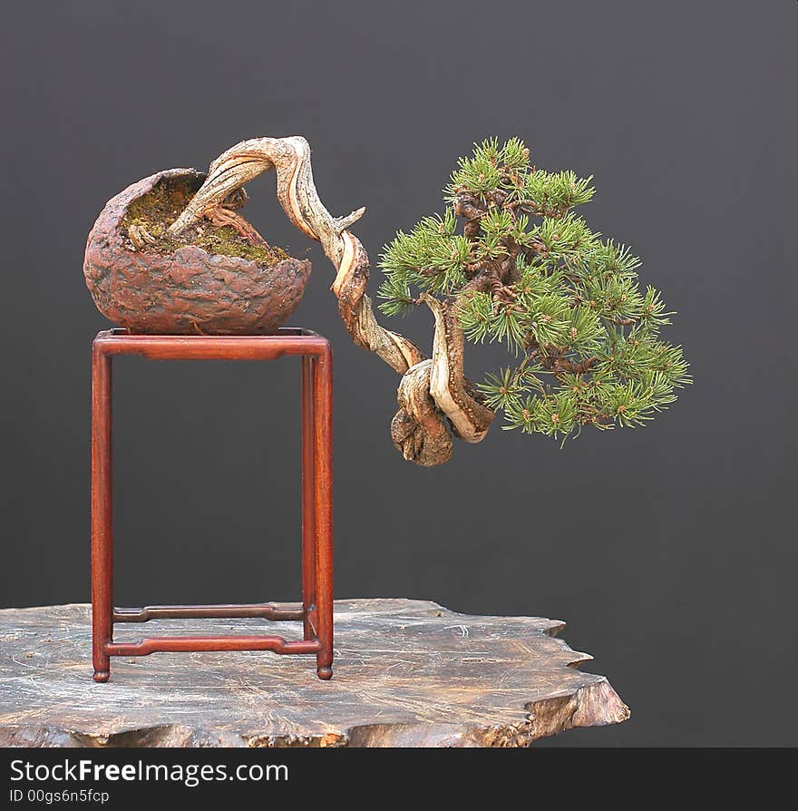 Mugo pine, Pinus mugo, 35 cm. Mugo pine, Pinus mugo, 35 cm