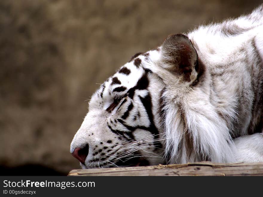 A beautiful bengal tiger lying