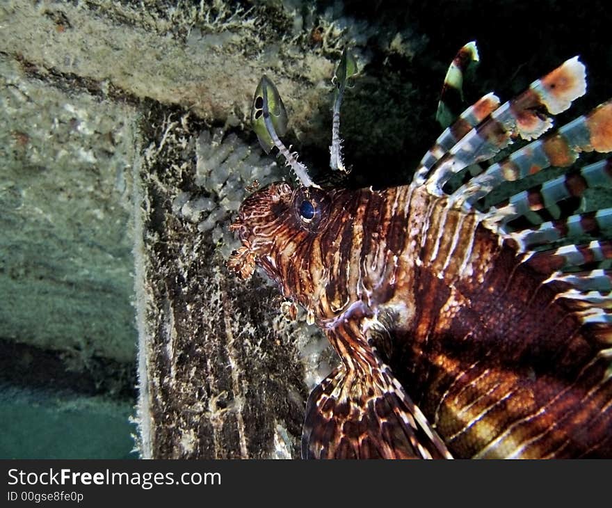 Common Lionfish