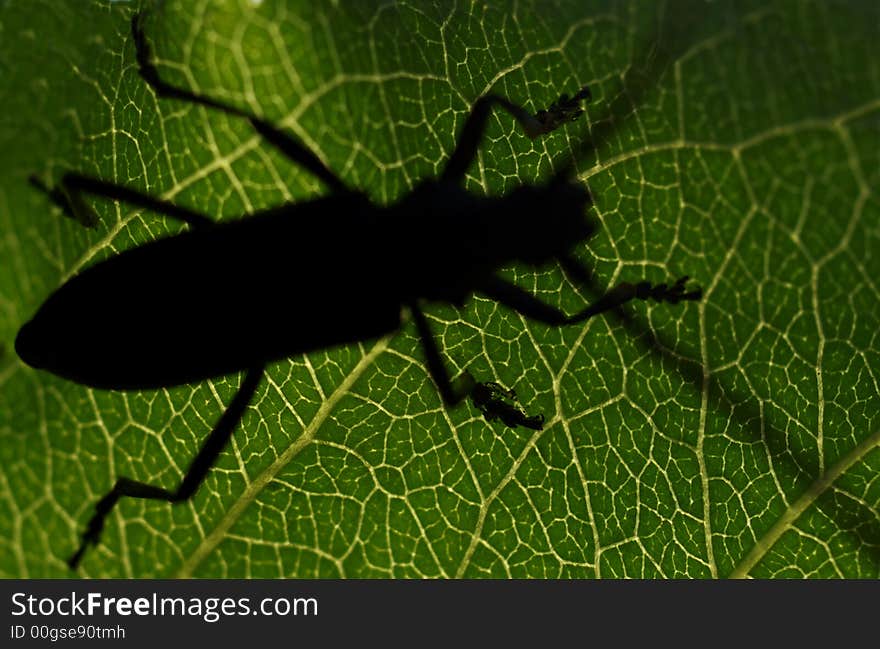 Macro, chose up insect on green leather. Macro, chose up insect on green leather