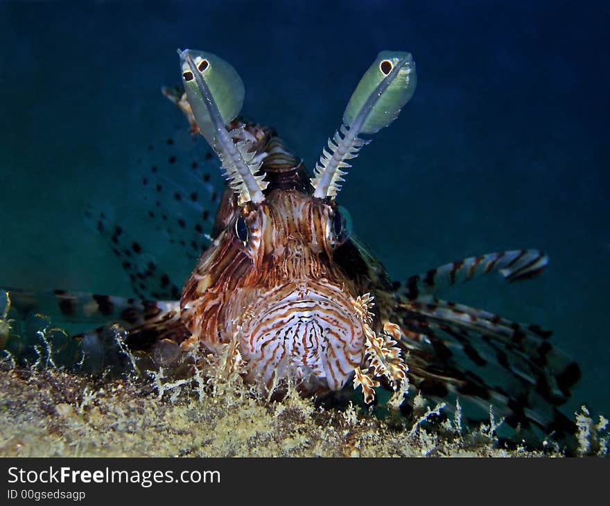 Pterois volitans