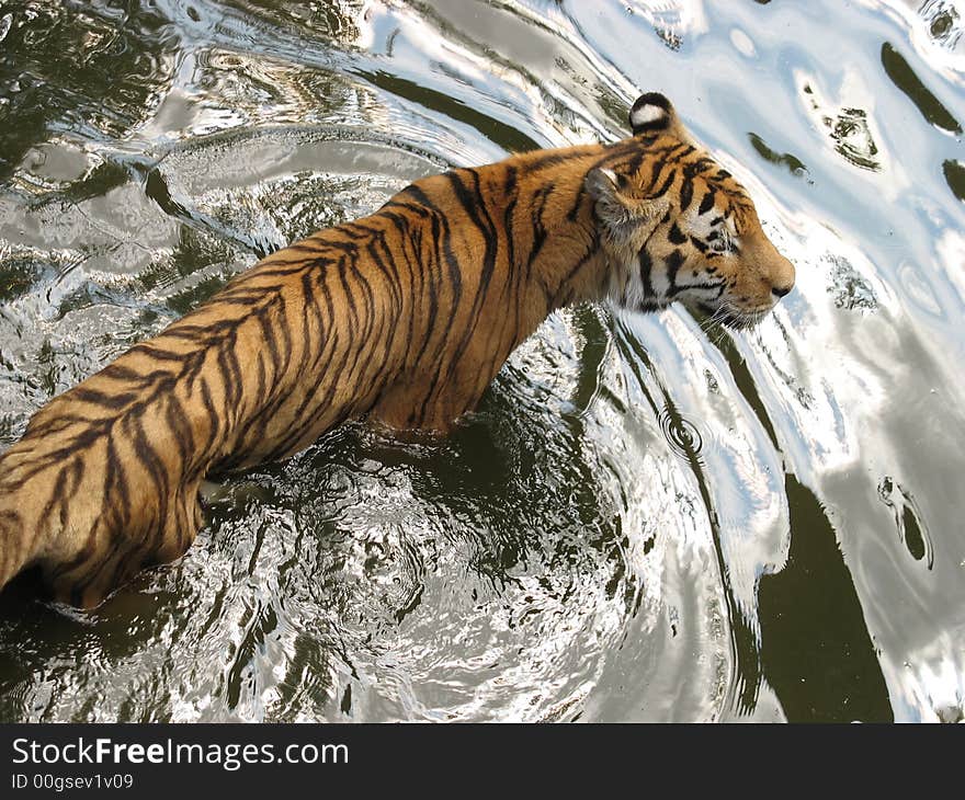 A Tiger Is In Water