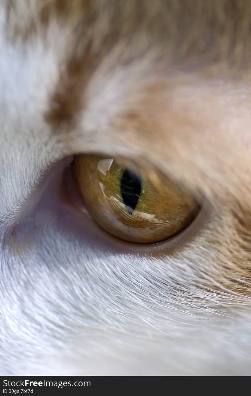 Close up of a cats eye. Close up of a cats eye