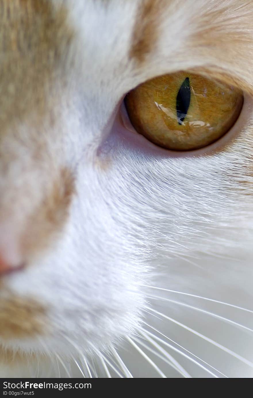 Close up of a cats eye. Close up of a cats eye