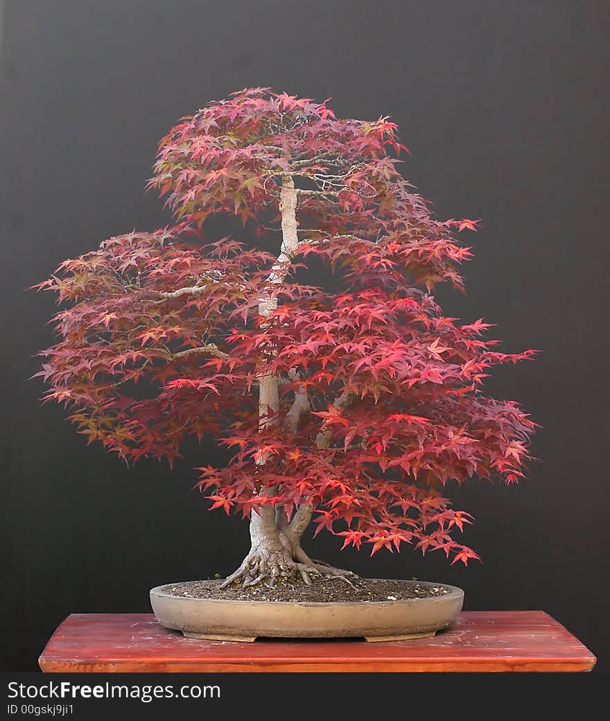 Japanese maple, acer palmatum, 70 cm. Japanese maple, acer palmatum, 70 cm