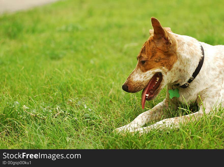 Dog sitting on ground,feeling thirsty after playing. Dog sitting on ground,feeling thirsty after playing.