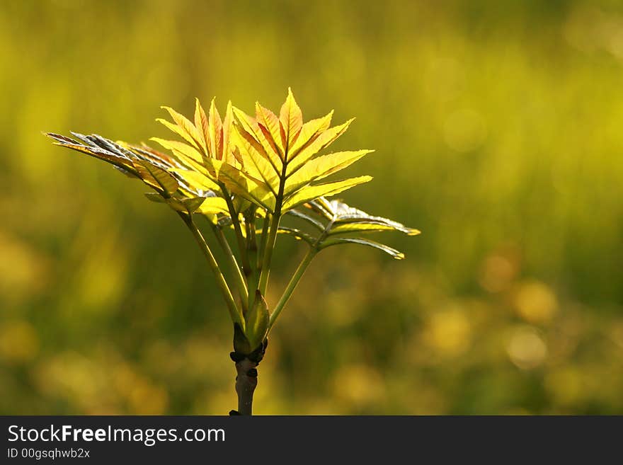 New green leafs during spring