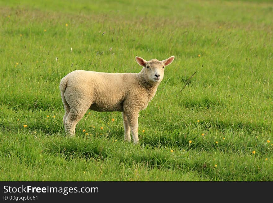 Baby Lamb