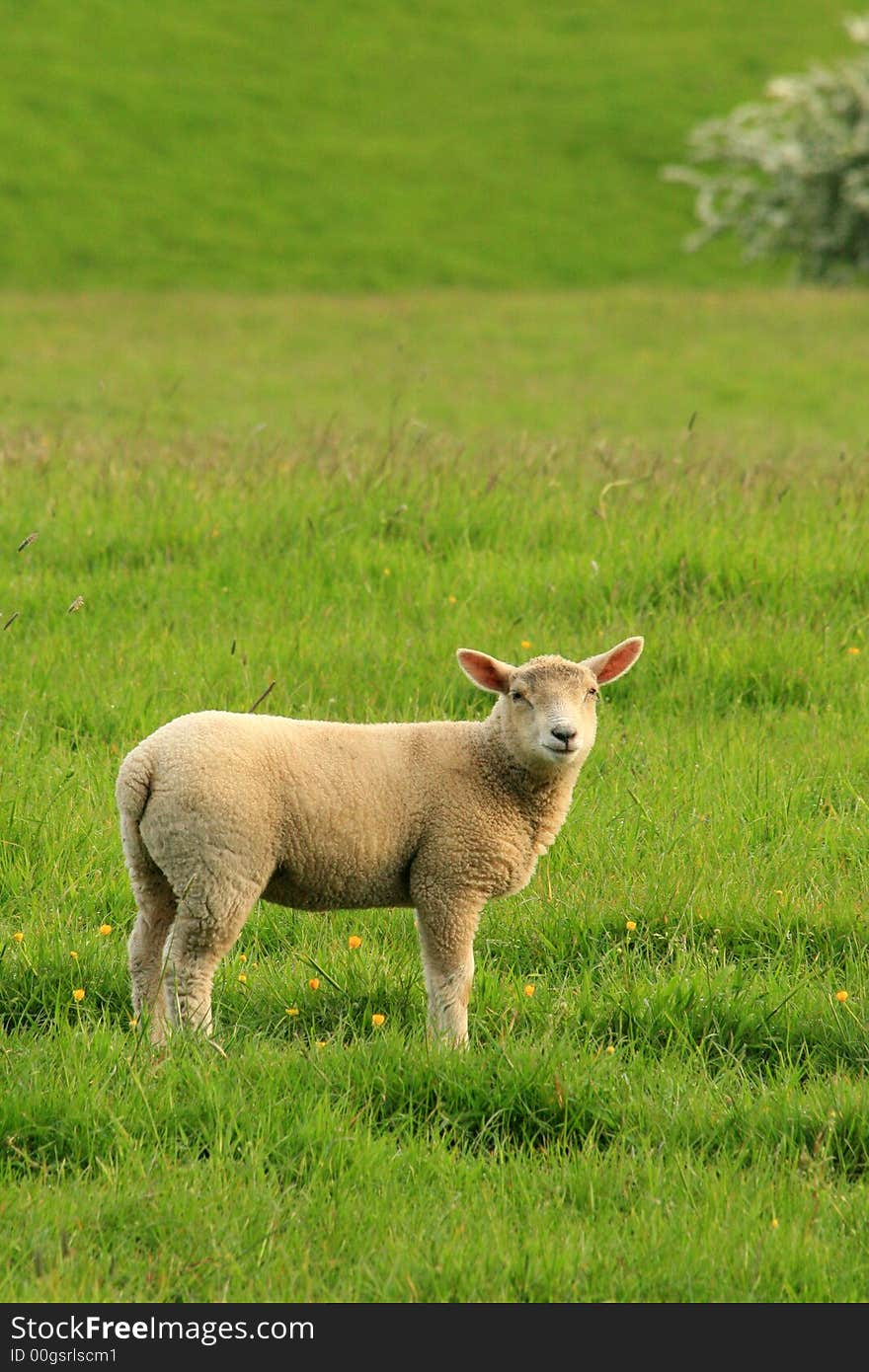 Baby Lamb